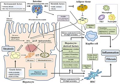 Pathogenesis of Nonalcoholic Steatohepatitis and Hormone-Based Therapeutic Approaches